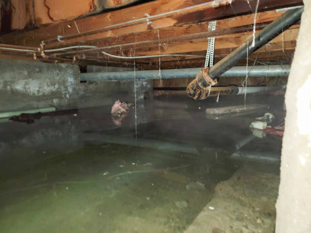 Best Sewage cleanup and water damage restoration  in Wellton, AZ