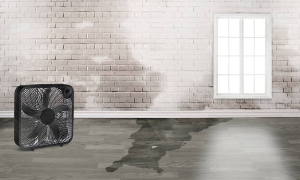 Best Water damage restoration near me  in Wellton, AZ